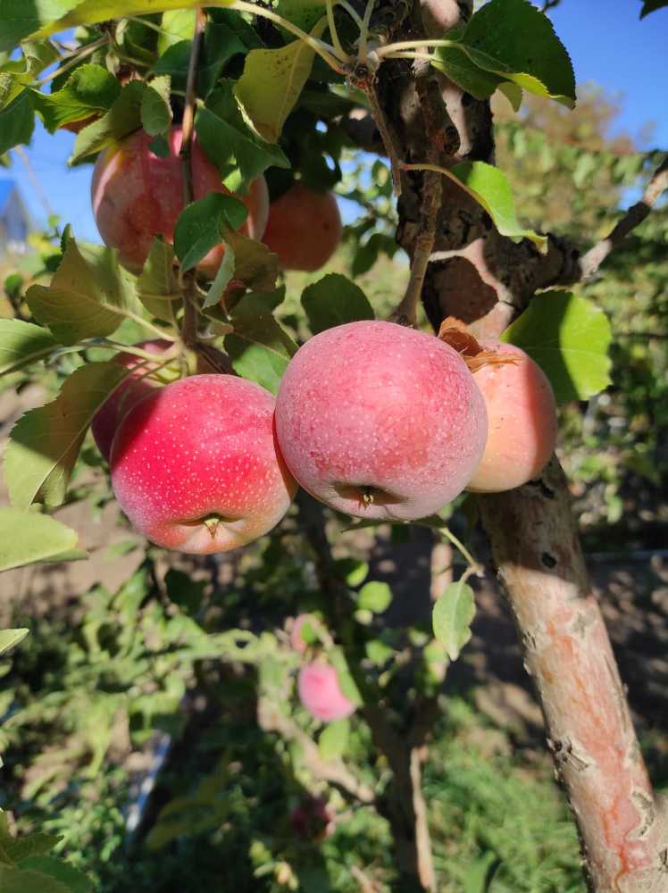 Photograph by Вячеслав Огурцов