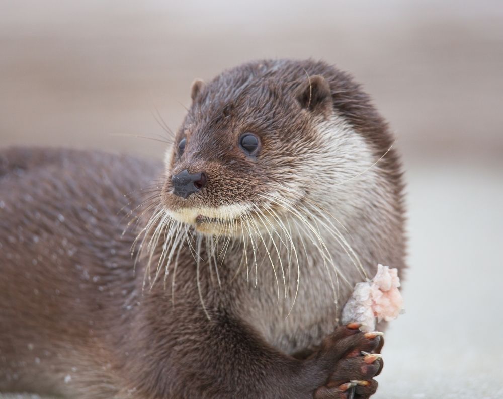 Photograph by Игорь Щербаков