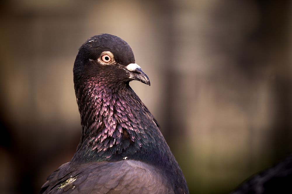 Photograph by Gulam Mohiuddin Chandiwala