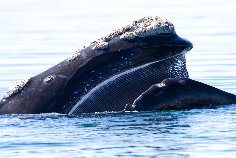 Photograph by Aldasoro