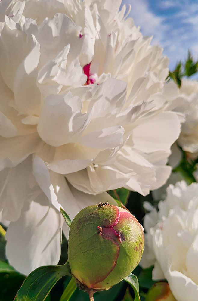 Photograph by Елена Алексеева