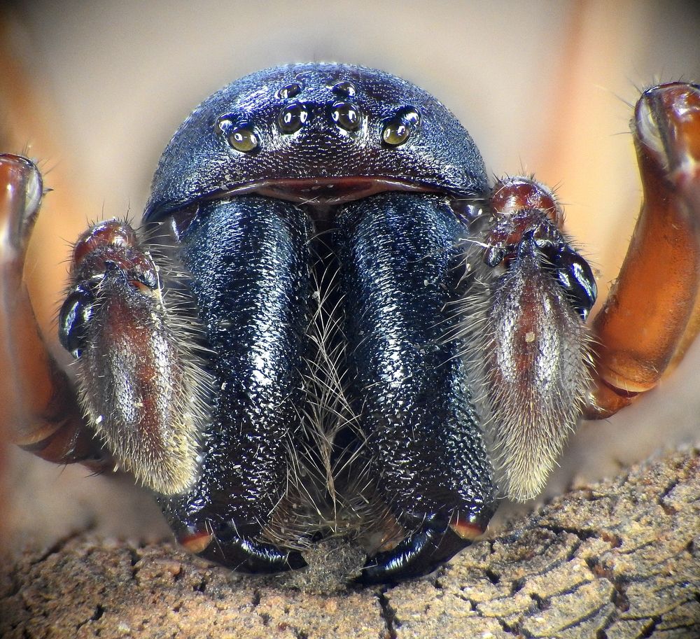 Photograph by Adeilson Melo