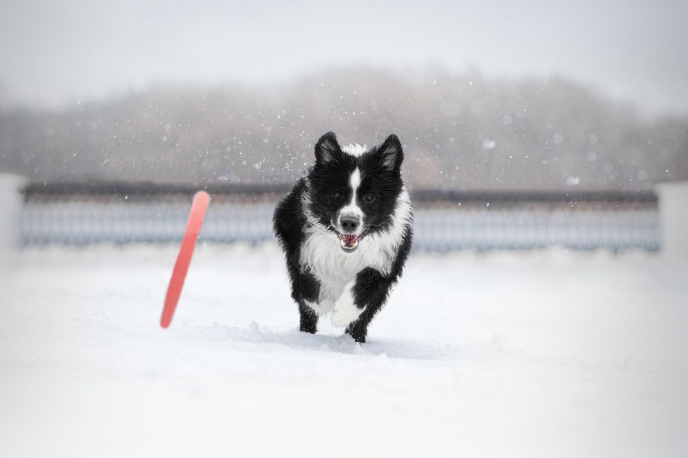 Photograph by Александра Лисова