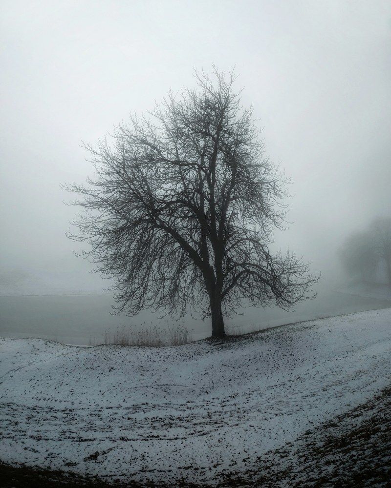 Tree in the mist