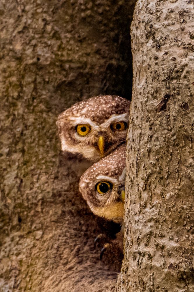 Photograph by NAVIN AGARWAL