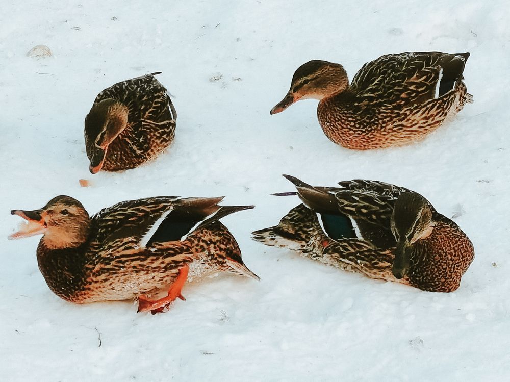 Photograph by Ольга Яценко