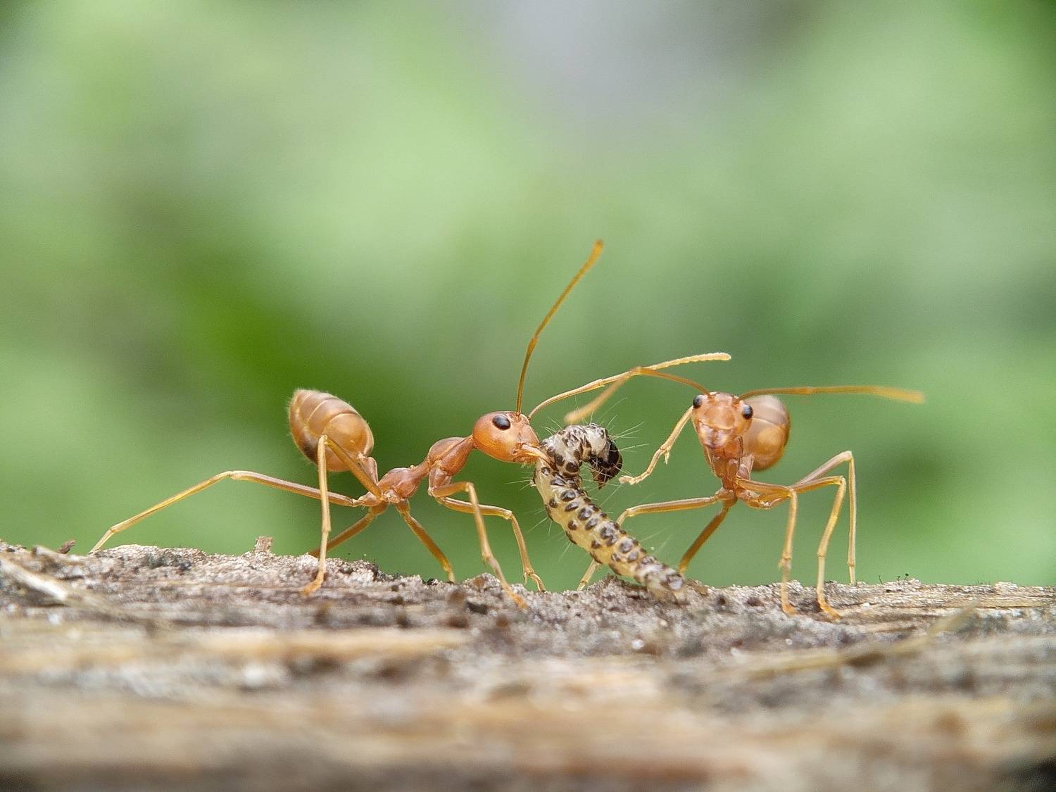 Weaver ant with prey