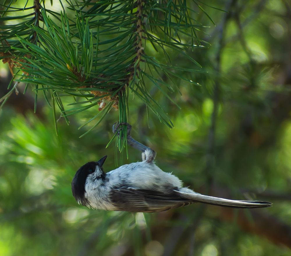 Фотография автора Савельев Алексей