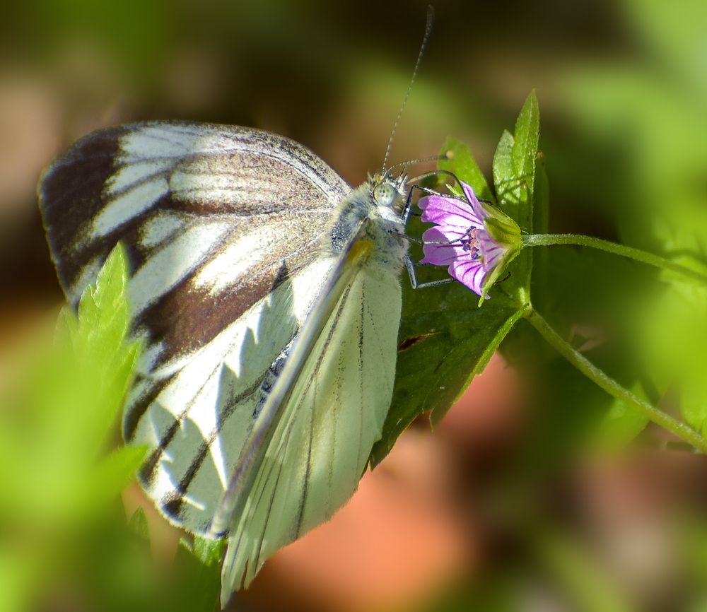 Последний поцелуй