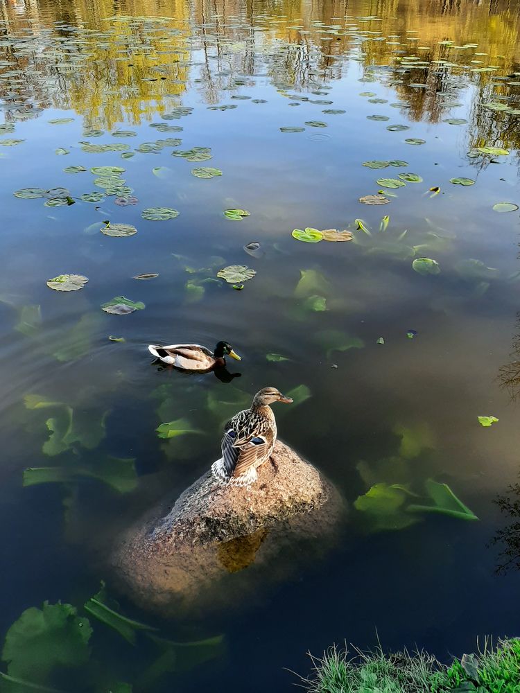Photograph by Юлия Минькова