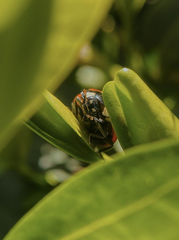 Божья коровка