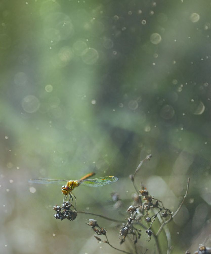 Photograph by Юлия Марфонова