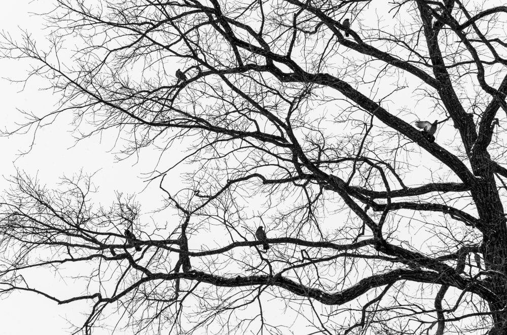 Photograph by Yulia