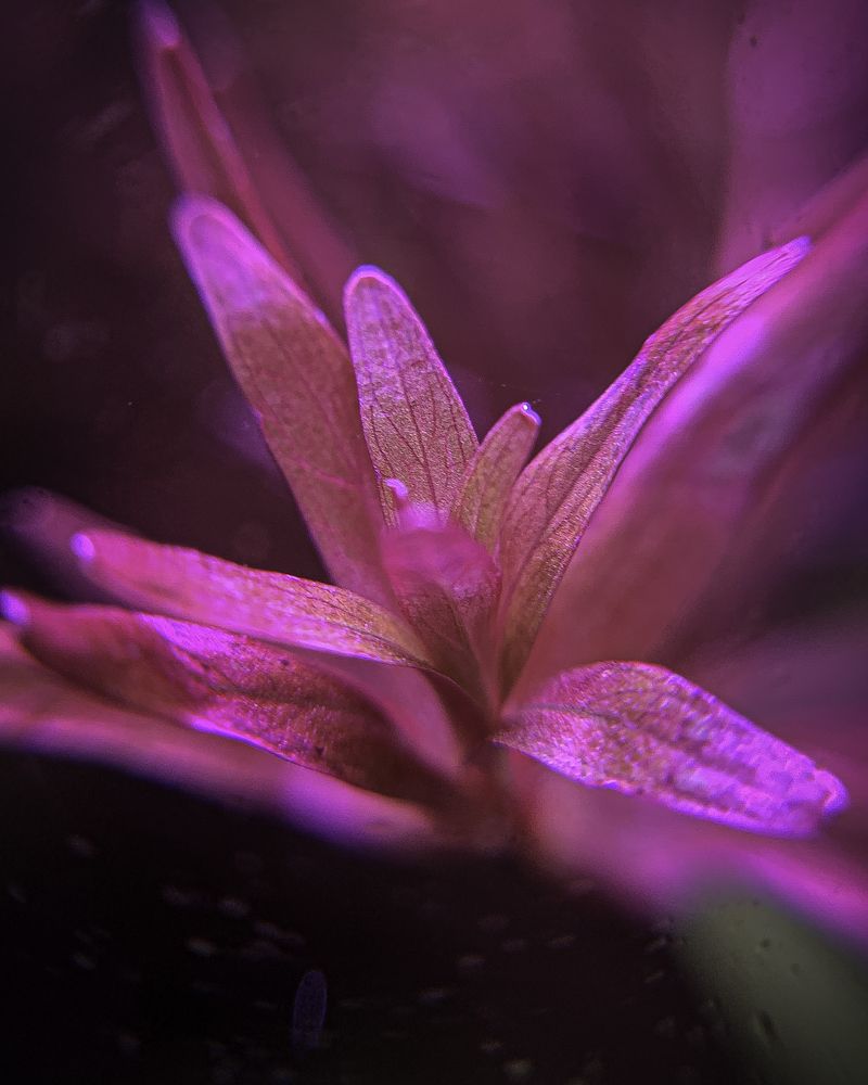 Photograph by Ravindu Manarathna