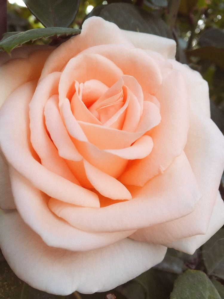 Photograph by Anastasiya Danilova