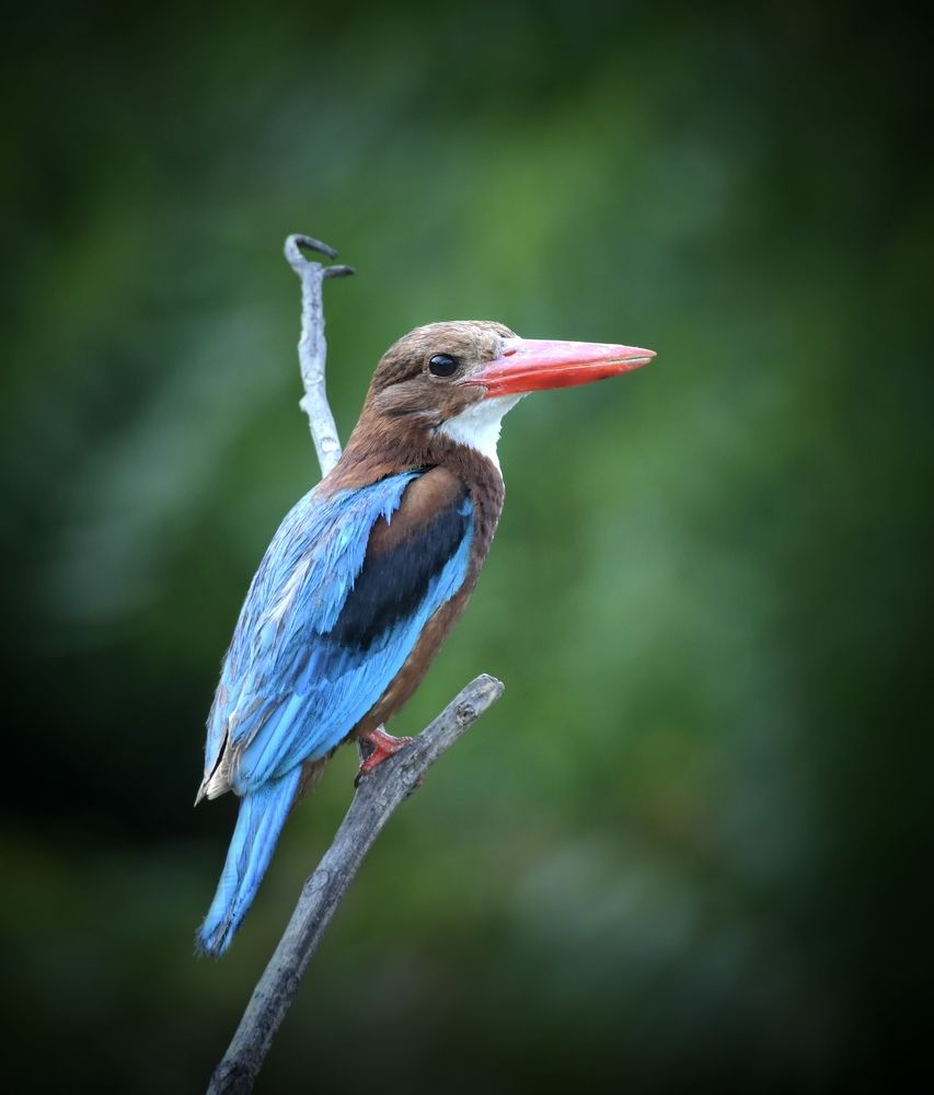 Photograph by Sunny Gajjar