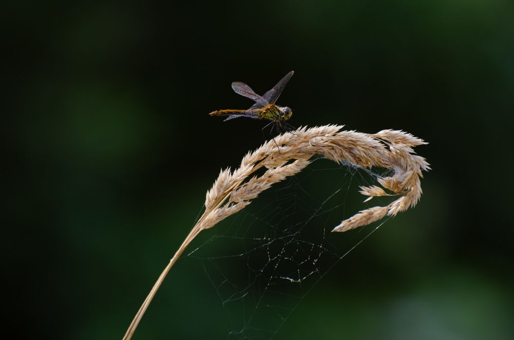 Photograph by Евгений Королев