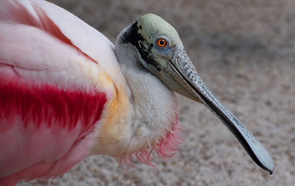 Roseate Spoonbill