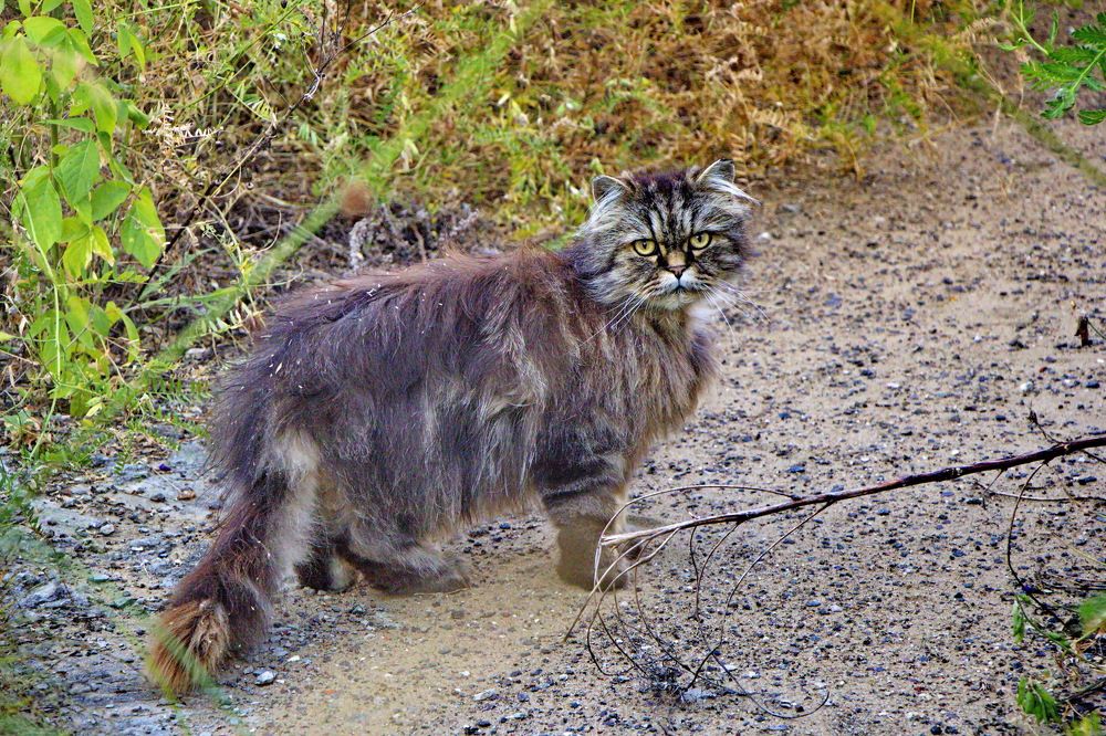 Фотография автора Анатолий Борисов