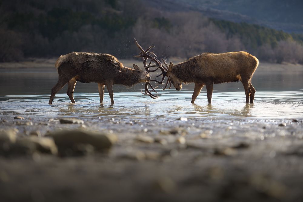 Photograph by Vincenzo Orlando