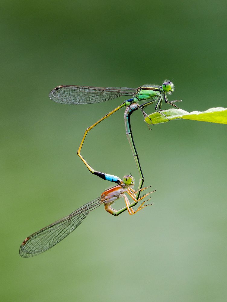 Photograph by Endra Agust