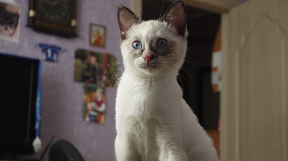 Photo #8912257