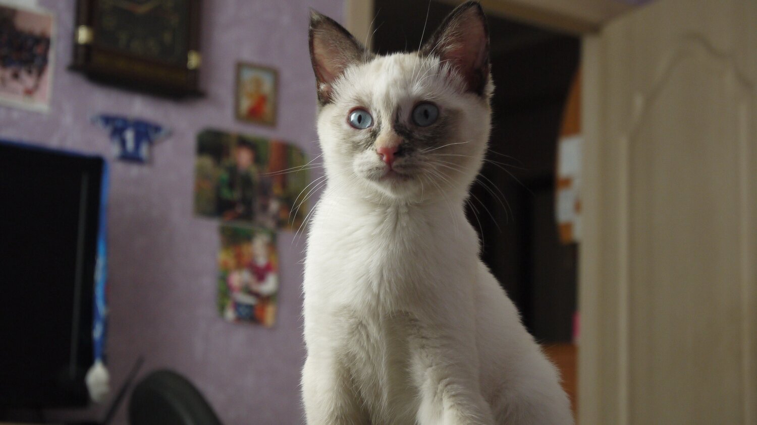 Photo #8912257