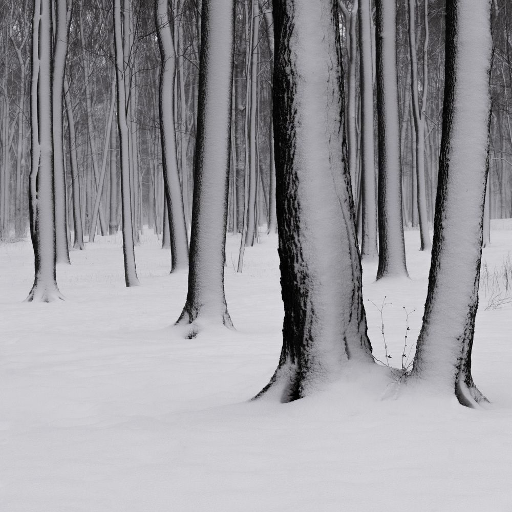 Photograph by Svetlana Zelyanina