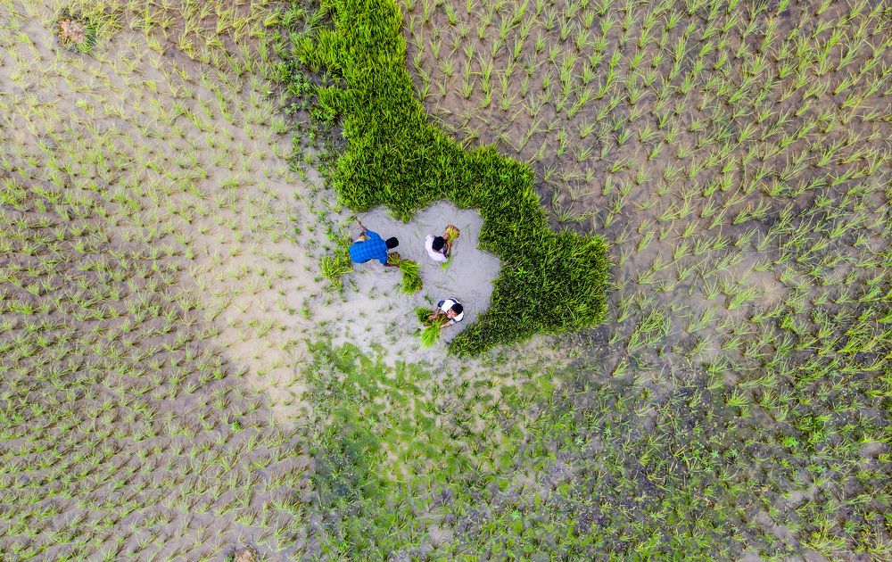 Colours of paddy field