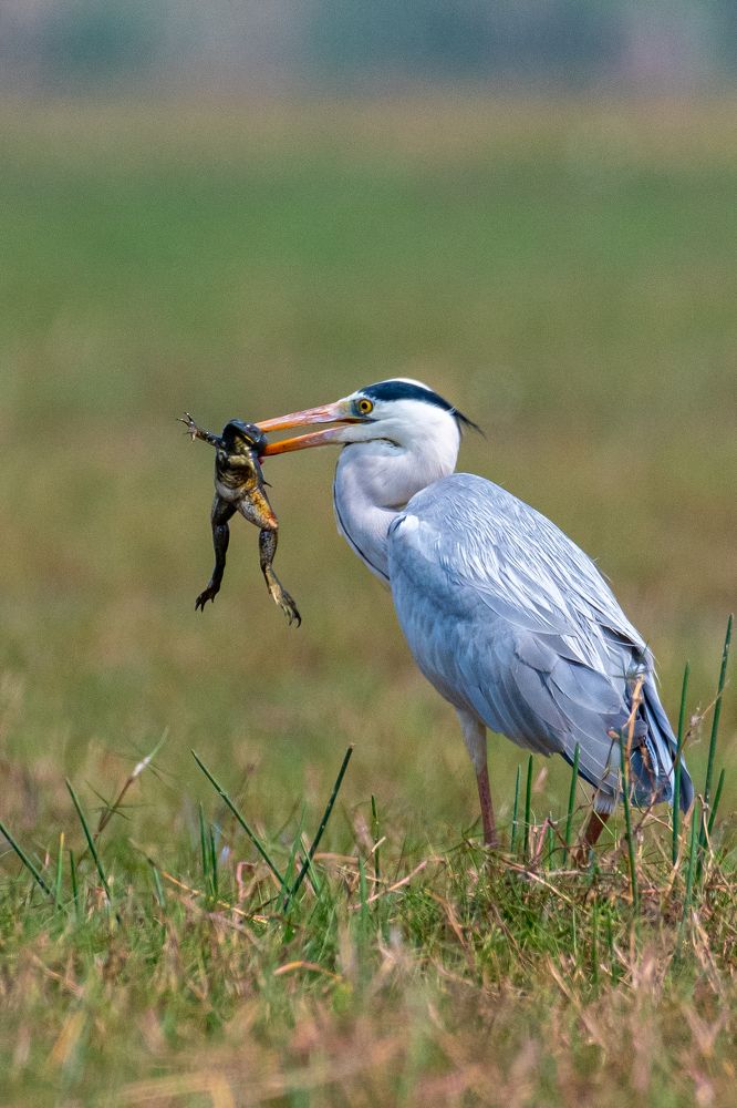 Photograph by NAVIN AGARWAL