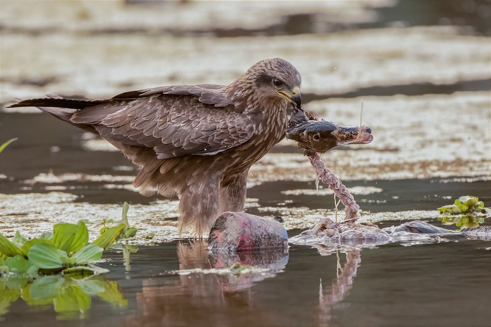 Photograph by Ashoke Shil