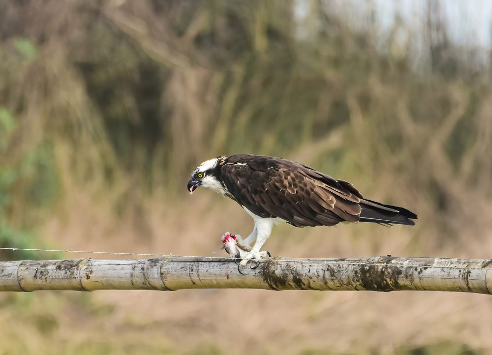 Photograph by Saptarshi Dasgupta