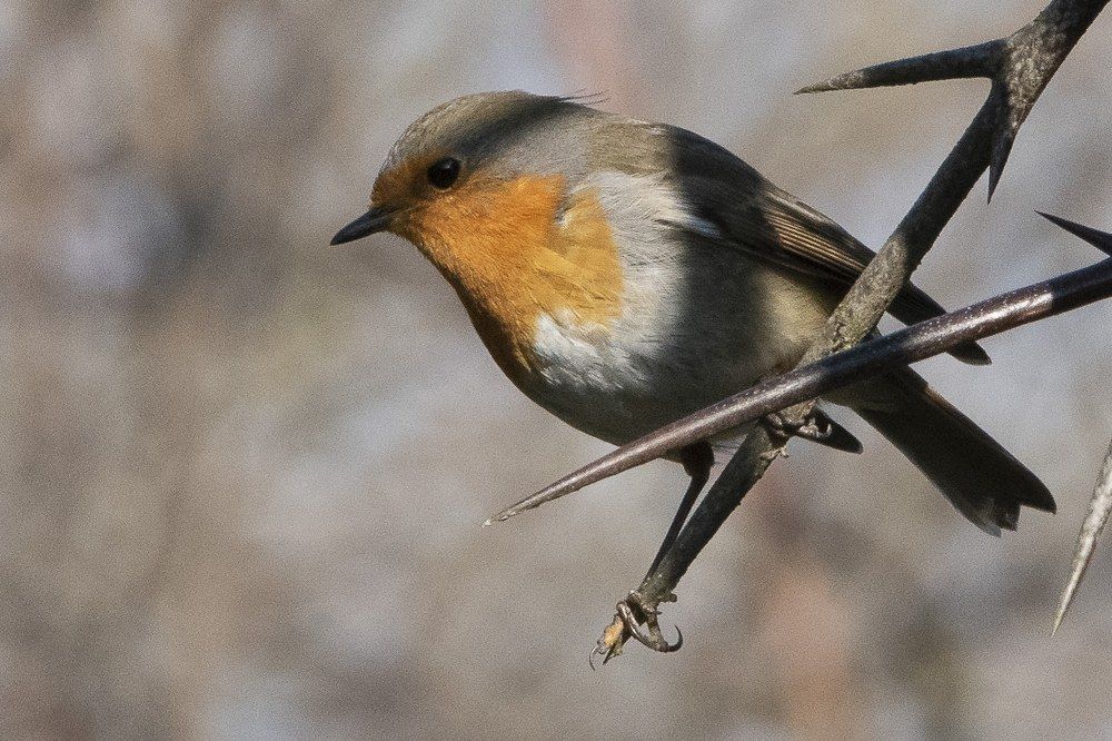 Photograph by Mesaros Cila
