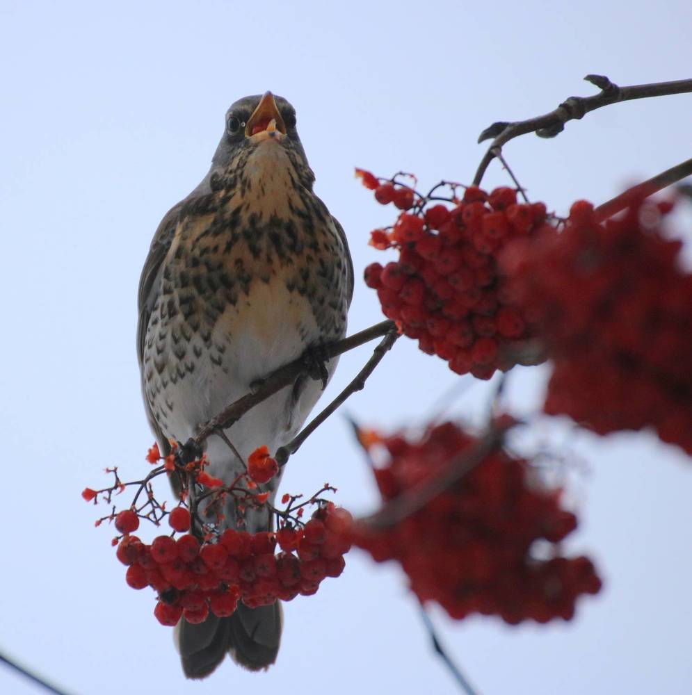 Поедание рябины