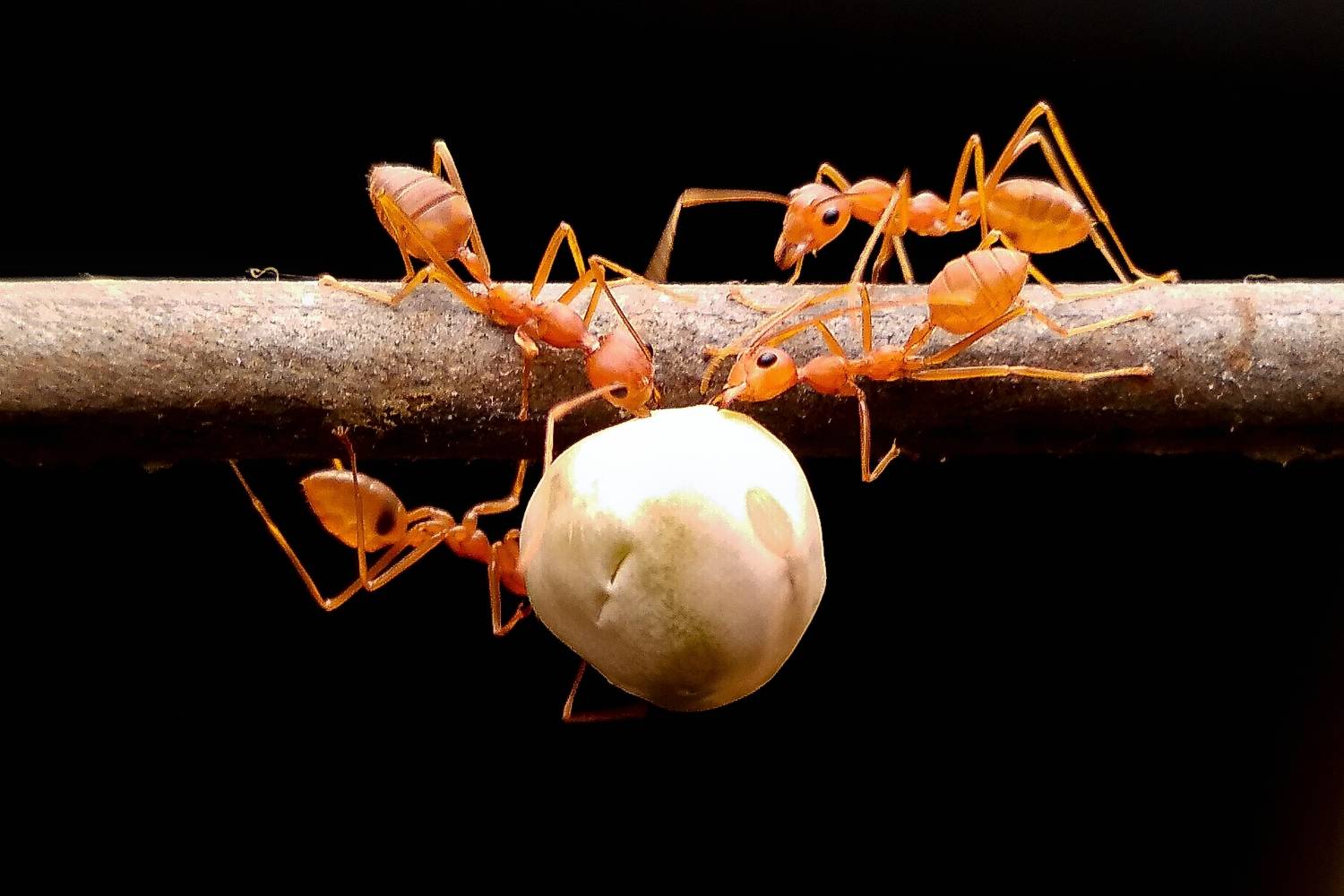 Perfect Team Work