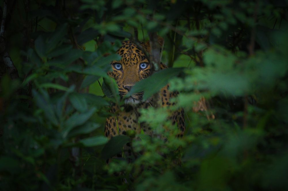 Photograph by Jaithran ss