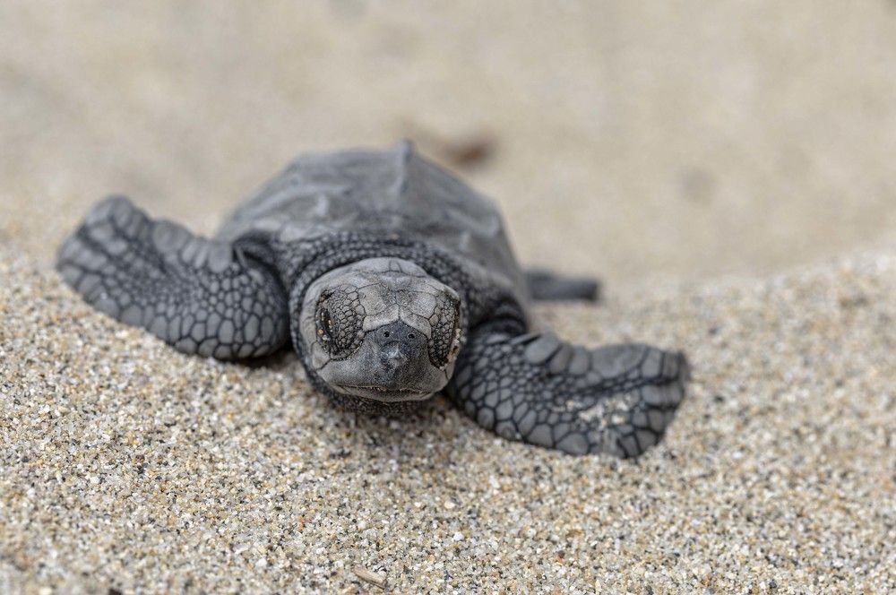 Photograph by Jorge Antonio Manjarrez Castellanos