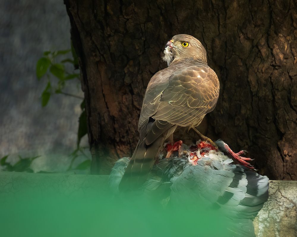 Lookout for challengers