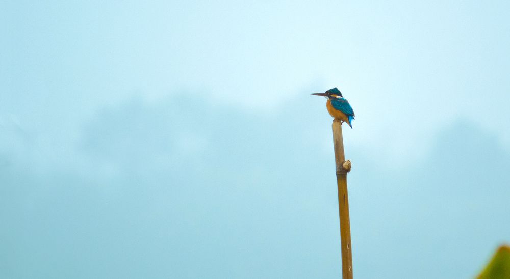Kingfisher