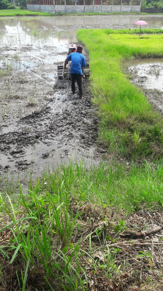 Tilling the ricefield