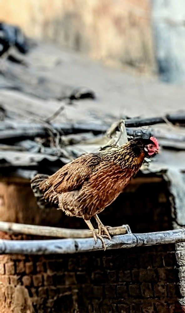 Фотография автора Santanu Dasgupta