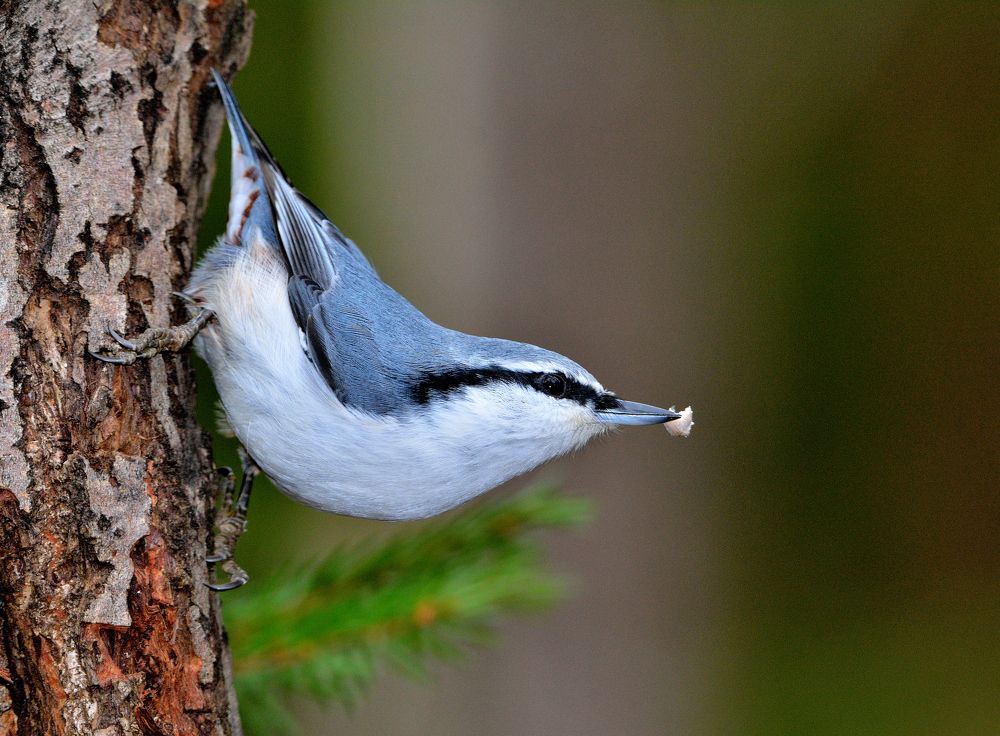Photograph by Александр Зуев