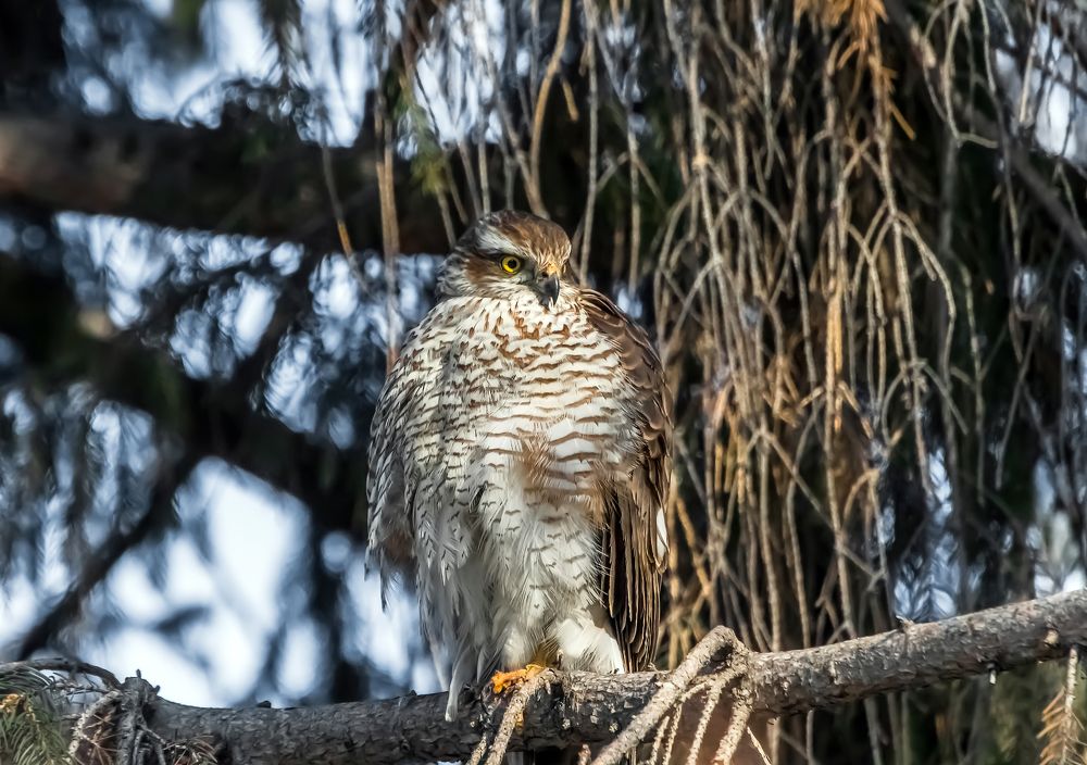 Photograph by Николай Диордиев