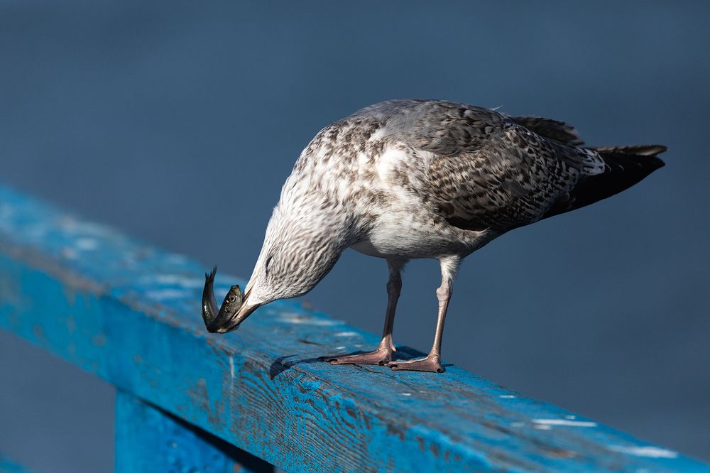 Photograph by Алексей Шамашов