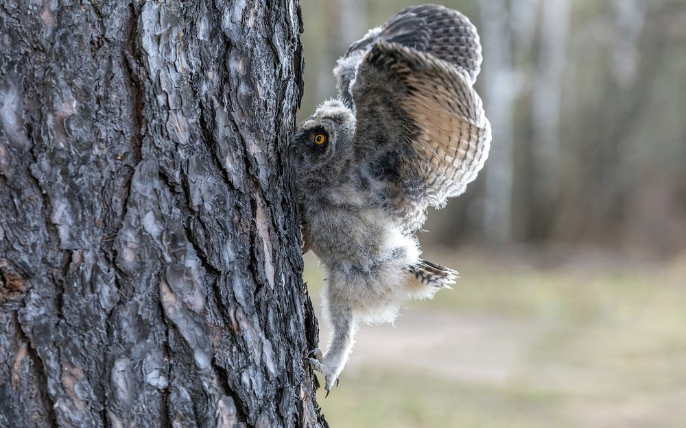 Трудный путь наверх.