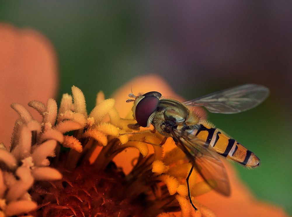 Photograph by Анатолий Плечистый