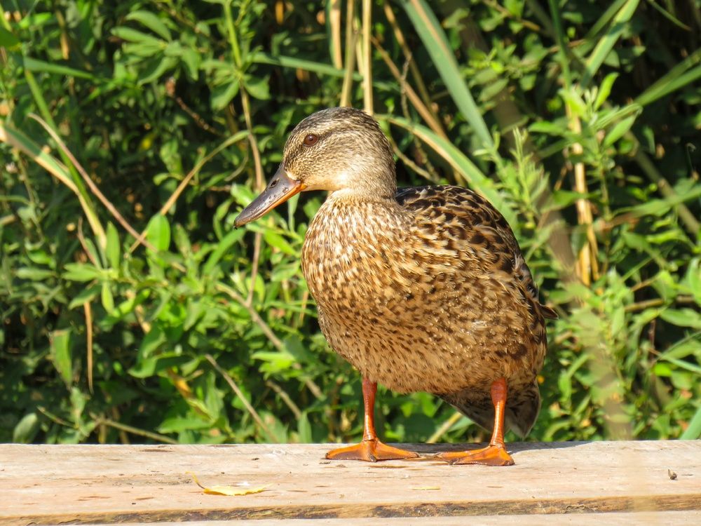 Photograph by Анастасия Романова