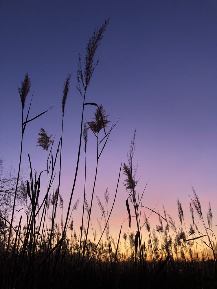 В камышах на закате