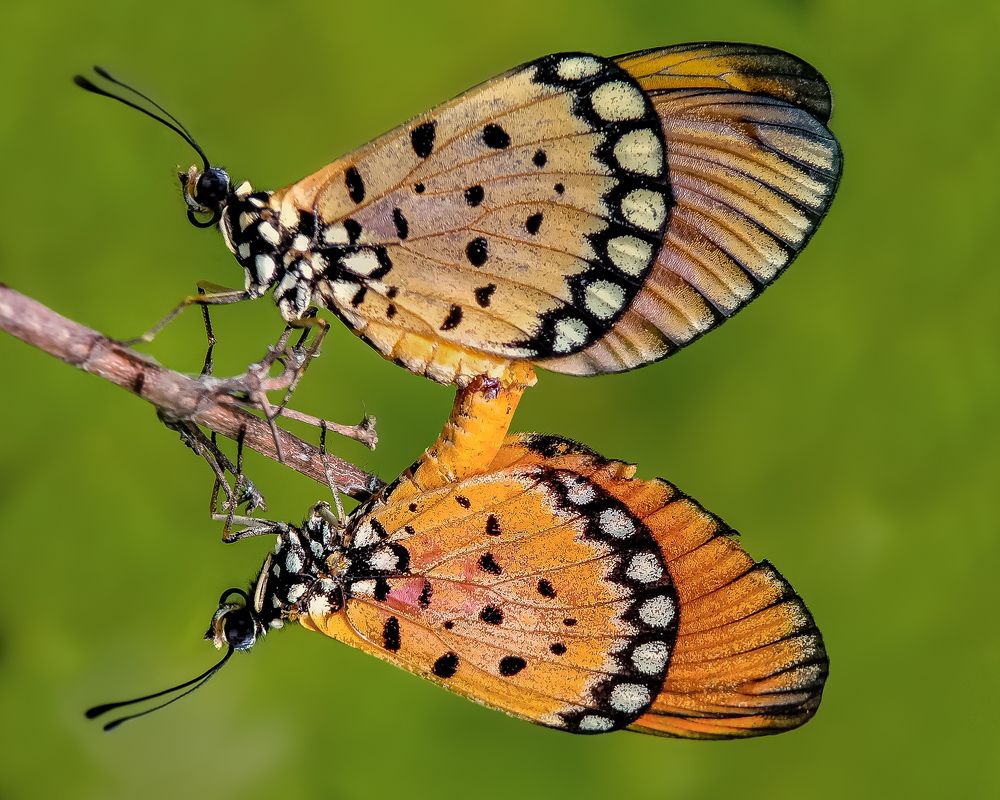 Photograph by Rintu Das