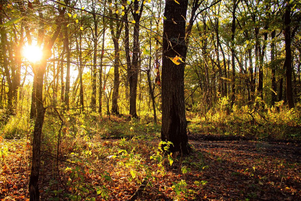 Фотография автора Миша Тараниченко